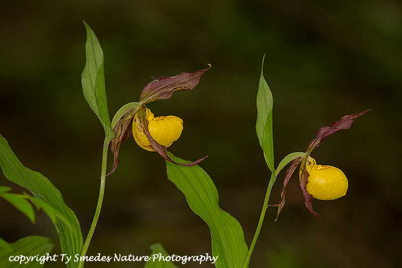 Yellow Lady's Slipper Orchids