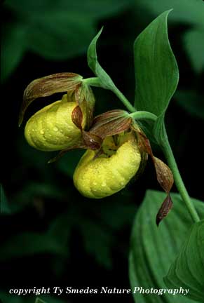 Yellow Ladys Slipper Double Bloom