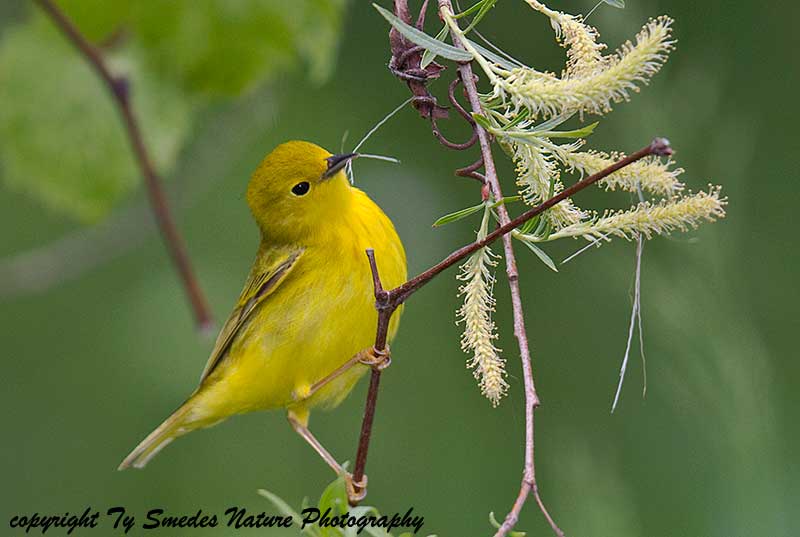 Yellow Warbler (female) gathering nest materials