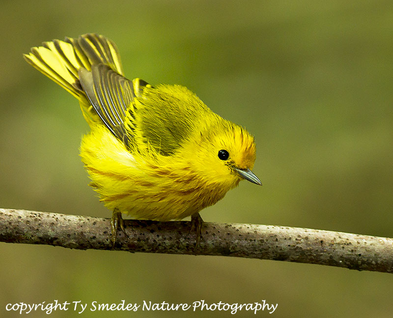 Yellow Warbler (Golden Group)