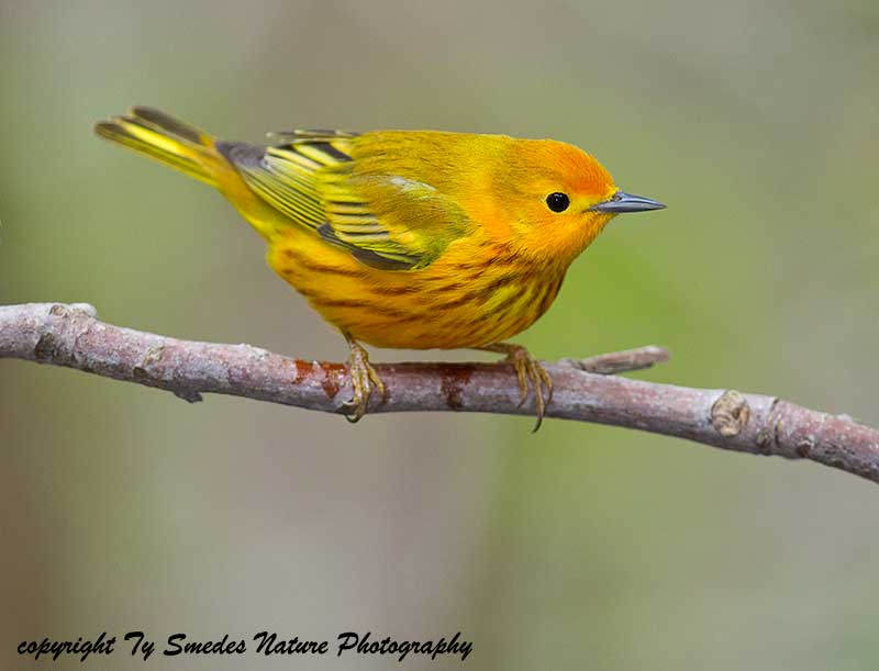 Yellow Warbler (male) Golden Group (gundlachi)
