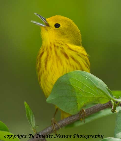 Singing male Yellow Warbler