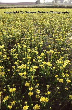 Yellow Water Crowfoot in central Iowa