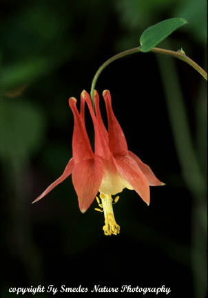 Columbine