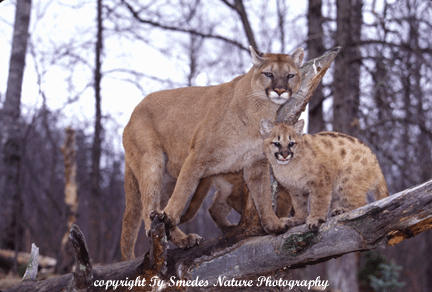 Cougar and Kitten