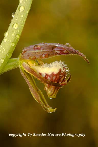 Ramshead Lady Slipper Orchid