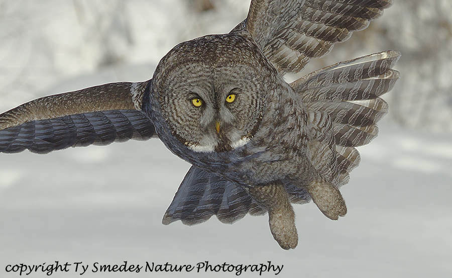 Great Gray Owl diving at prey