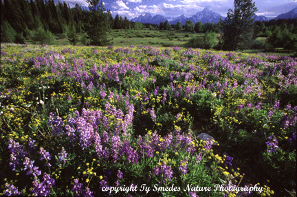 Teton Meadow
