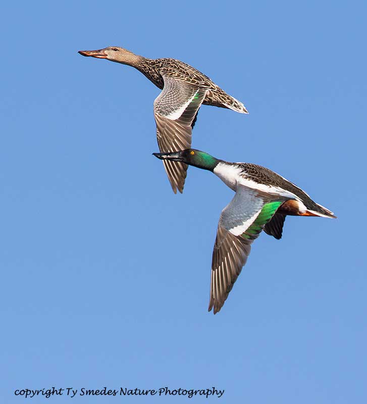 Northern Shovelor Pair