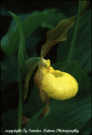 Yellow Ladies Slipper