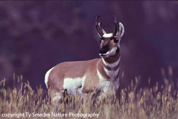 Antelope - Pronghorn