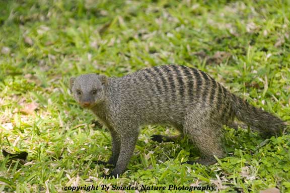 Banded Mongoose, Chobe National Park, Botswana