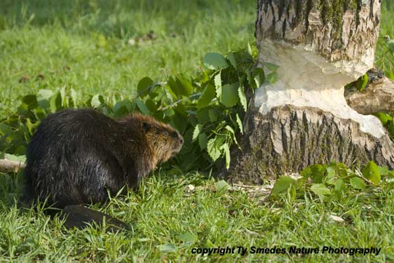Beaver and tree that is being felled