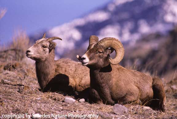 Bighorn Sheep