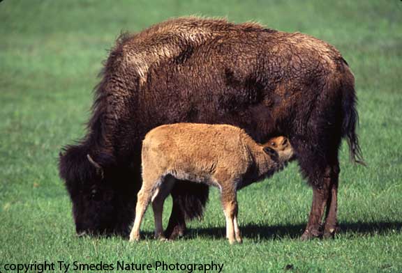 Bison Cow and Calf