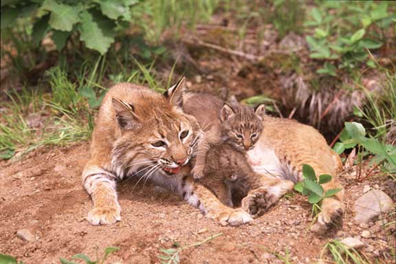 Bobcat and Kittens