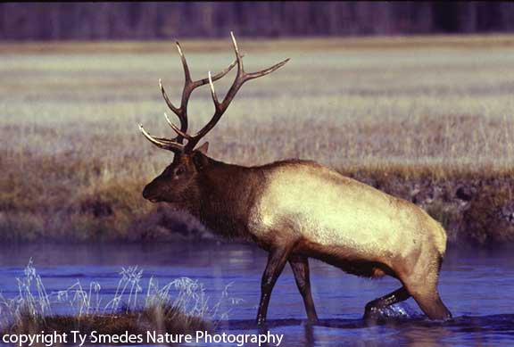 Bull Elk crossing river
