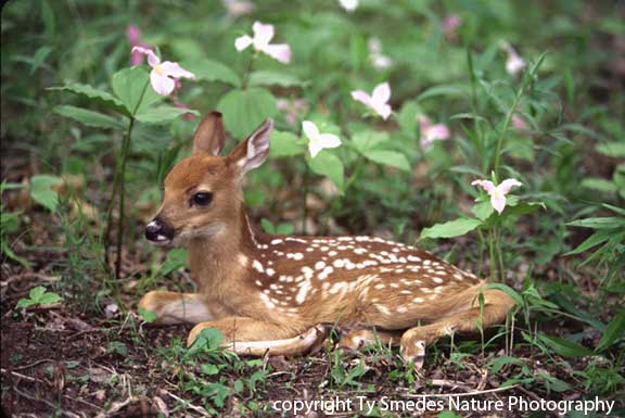 fawn - definition - What is