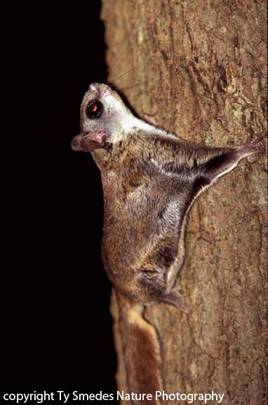 Flying Squirrel (Southern)