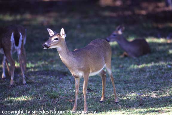 Key Deer