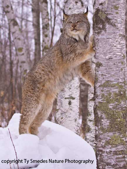 Canadian Lynx in winter snow