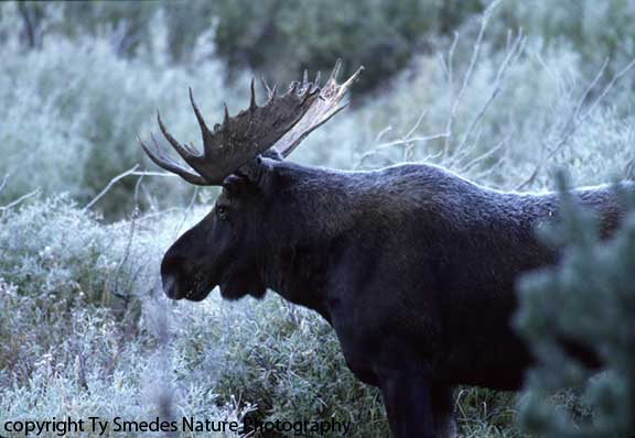 Bull Moose