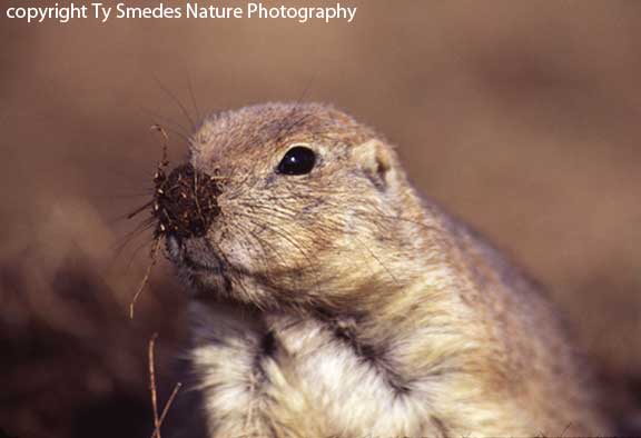 Prairie Dog with mud on nose