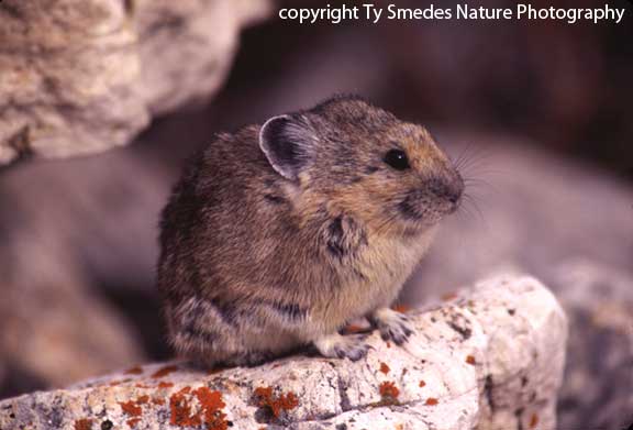 Pika