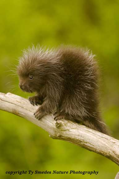 Porcupine Baby on limb