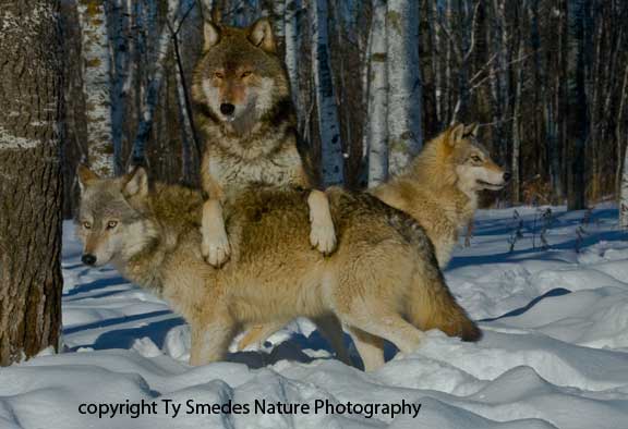 Trio of Gray Timber Wolves in deep snow