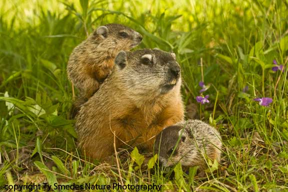 Groundhog Mother with Young Ones