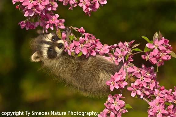 Baby Raccoon in crabapple tree