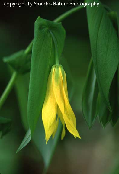 Bellwort