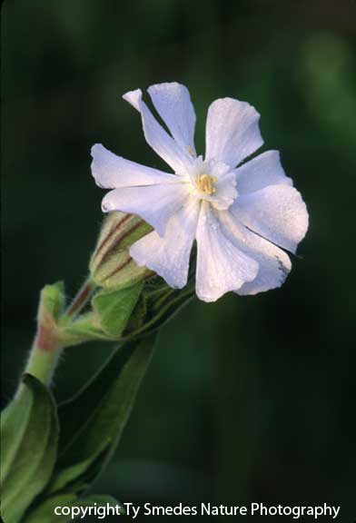Bladder Campion