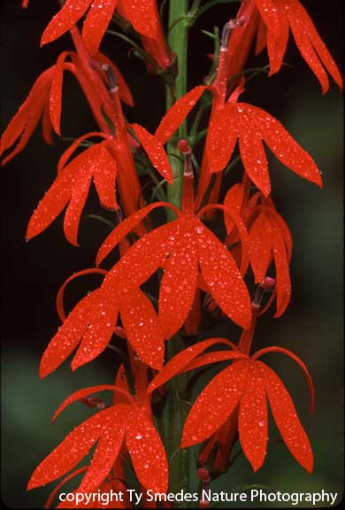 Cardinal Flower