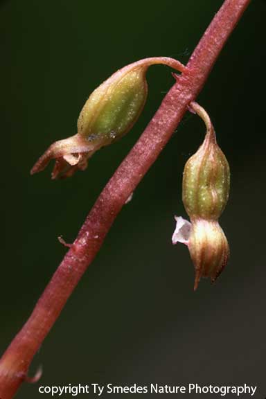 Coral-Root Orchid in central Iowa