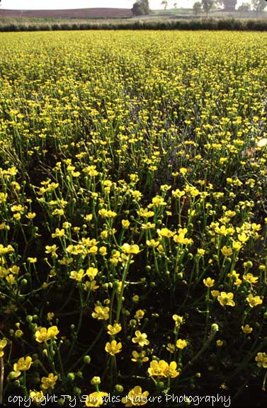 Yellow Water Crowfoot