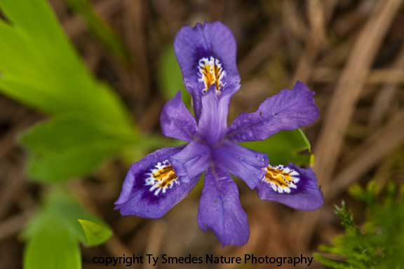 Dwarf Iris