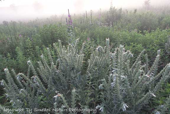 False Gromwell