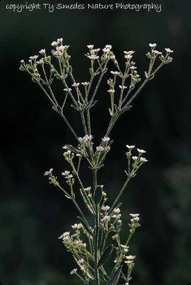 Flowering Spurge