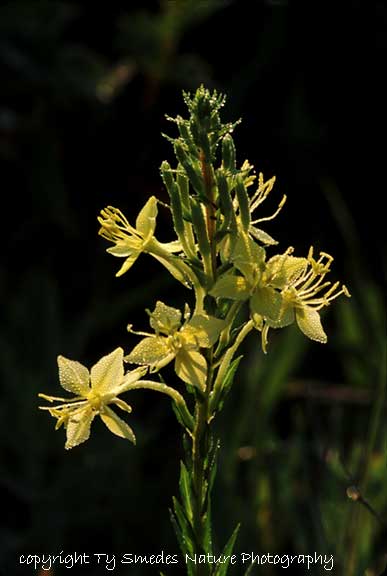 Four-point Evening Primrose