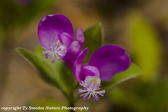 Fringed Polygala (Polygala polygala), often called Gaywings