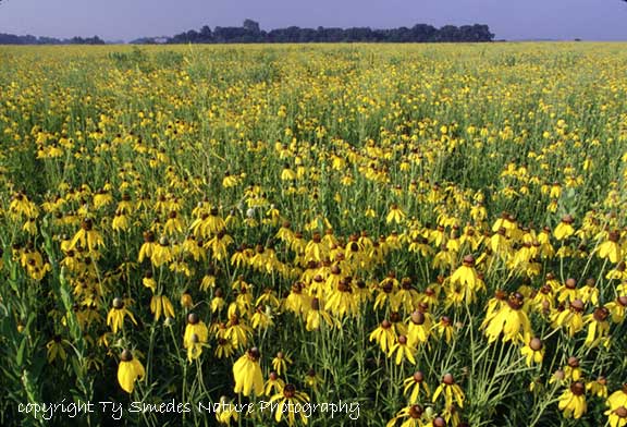 Gray-headed Coneflower