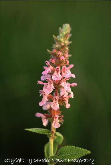 Hedge Nettle