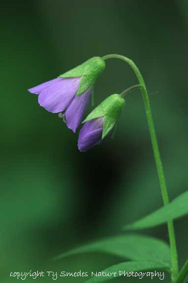 Jacob's Ladder