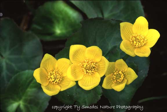 Marsh Marigolds