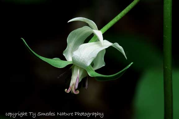 Nodding Trillium