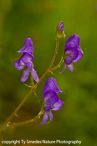 Northern Monkshood in northeast Iowa