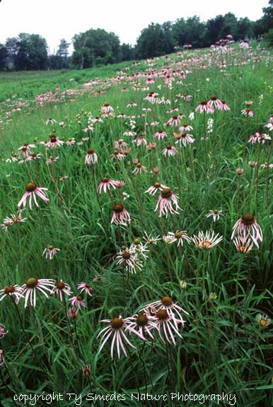 Pale Purple Coneflower