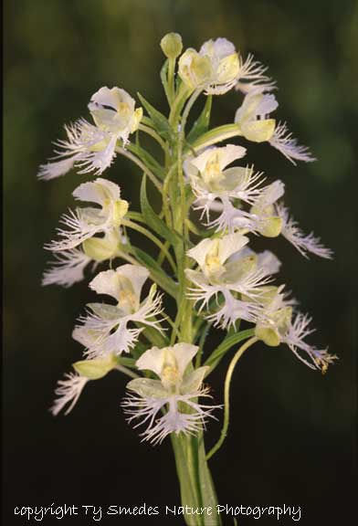 Western Prairie Fringed Orchid